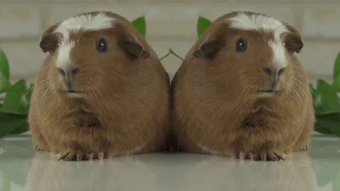 Two guinea pigs talk as announcers on television humor stock footage video Stock Footage 72888960