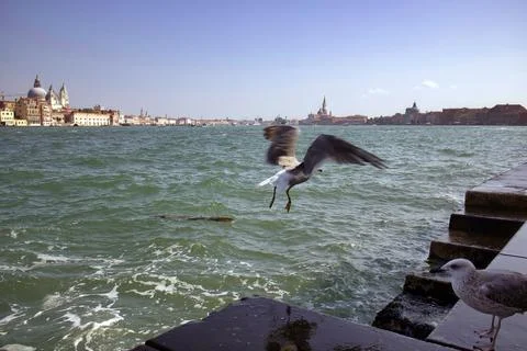 Two Gull or seagulls taking a flight, it is a seabirds of the family laridae  Stock Photos