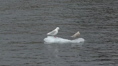 Two Gulls with Contrasting Plumage on Small Ice Floe in Greenland Stockbeeldmateriaal 345580199