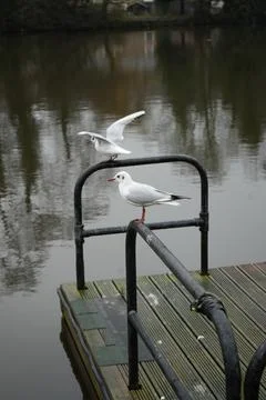 Two Gulls On Dock Railing By Calm Water In Belper, Derbyshire, England. Stock Photos