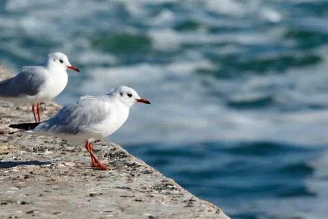 Two Gulls at the edge Stockfoto's