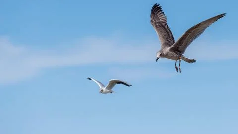 Two gulls flying in clear blue sky, one large mottled young bird close up a.. Stock Photos