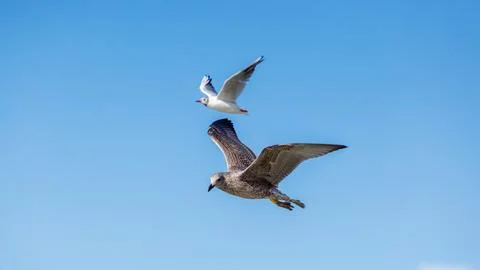 Two gulls flying in clear blue sky, close up on young mottled bird with yel.. Stock Photos