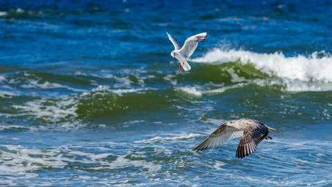 Two gulls flying low over choppy ocean waves, featuring white adult black-h.. Stock Photos