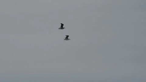 Two Gulls Flying Together Over Nuuk Greenland in 4K Slow Motion Stock Footage 345518656