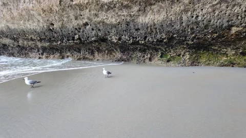 Two gulls Stock Footage 328437260