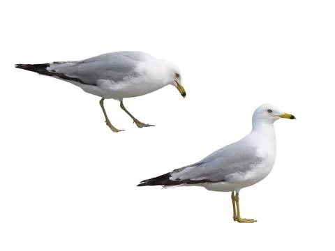 Two gulls isolated on white Stock Illustration