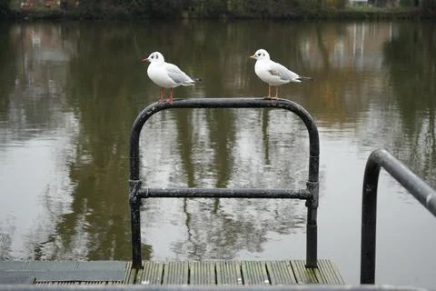 Two Gulls Perched On Railing Overlooking Canal In Belper, Derbyshire, England. Stock Photos