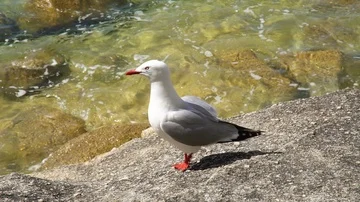 Two Gulls on rock Stock Footage 85490024