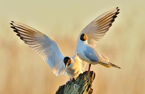 Two gulls sitting on a old log in sunrise light Stock Photos