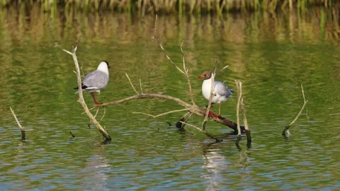 Two gulls sitting peacefully on a submerged tree branch on a salt marsh lake Stockbeeldmateriaal 245485025