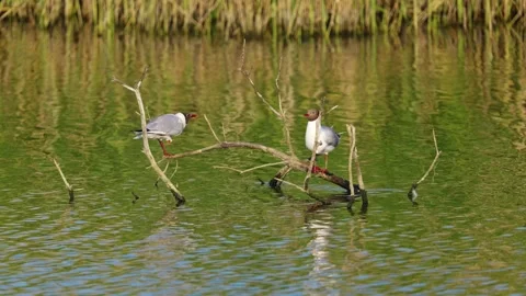 Two gulls sitting peacefully on a submerged tree branch on a salt marsh lake Vídeos de archivo 245485034