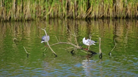 Two gulls sitting peacefully on a submerged tree branch on a salt marsh lake Stockbeeldmateriaal 245485052