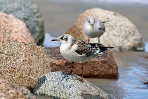 Two gulls sitting on the rocks Stock Photos