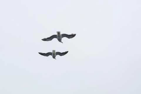 Two gulls soar in the sky Stock Photos