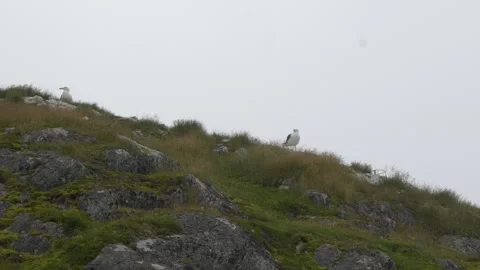 Two Gulls Standing on Rocky Hill in Nuuk Greenland, 4K Stock Footage 345521091