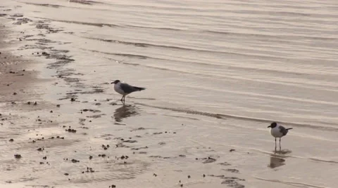 Two gulls stomping in the water Stock Footage 37364225