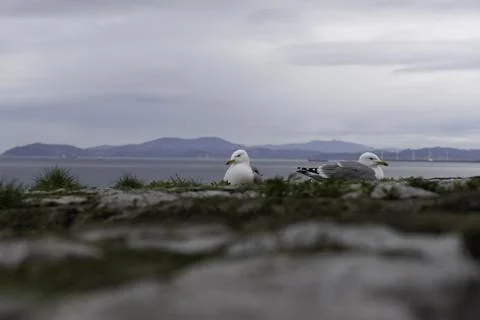 Two gulls on a wall Stock Photos