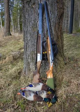 Two guns and ducks caught after spring hunting at the trunk of tree. Stock Photos