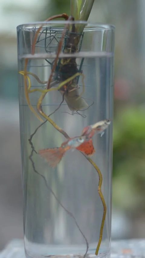 Two Guppy Fish Swimming in Clear Glass Vase with Houseplant Roots Video stock 335968359
