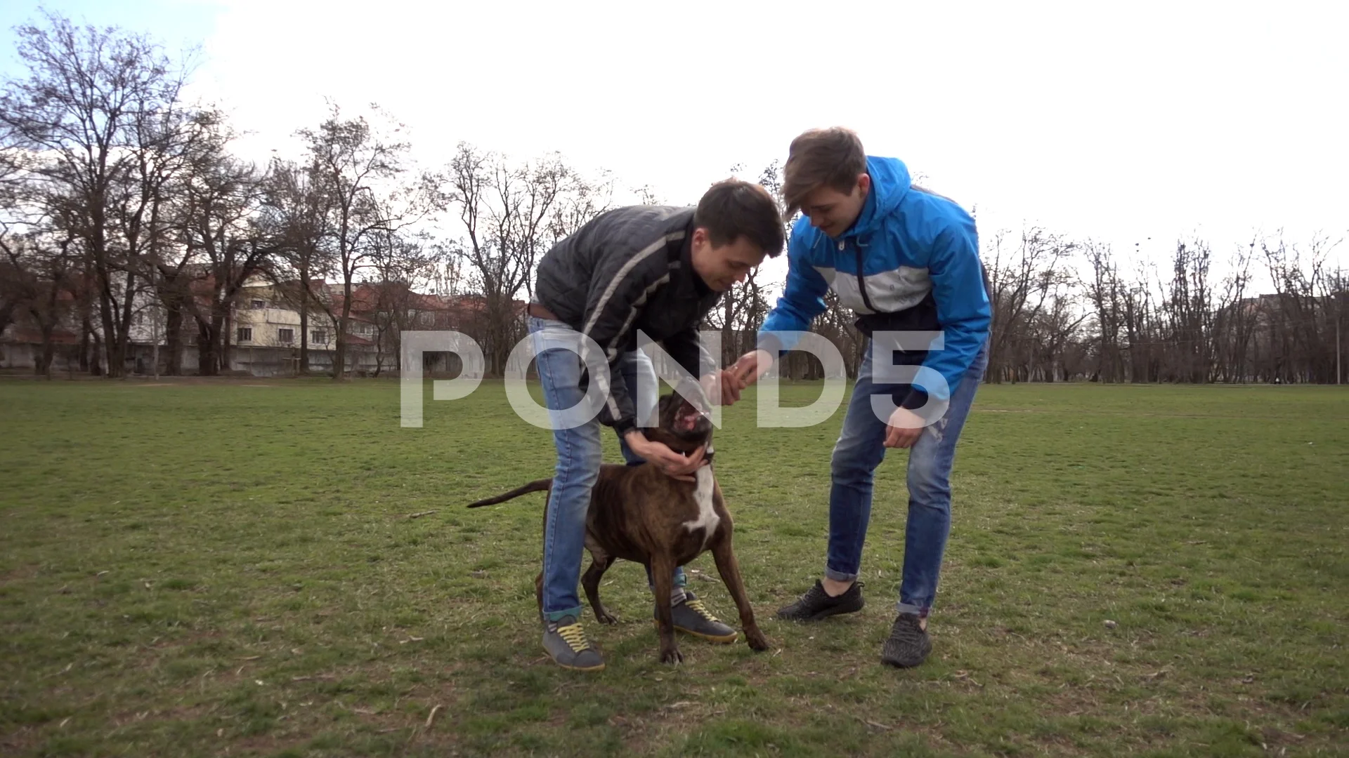 Two guys Gay Friends running Stroking Playing Pit Bull Dog In Spring Park