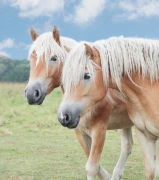 Two haflinger horses Stock Photos