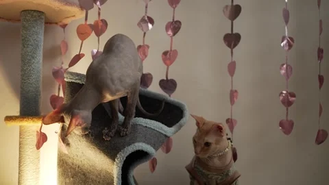 Two hairless sphynx cats playing and jumping on a cat tree indoors with hanging Stock Footage 344325256