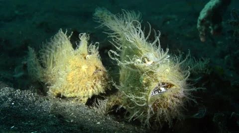 Hairy Couples Stock Videos – Royalty-Free HD & 4K Videos