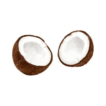 Two half of coconuts isolated on white background Stock Illustration