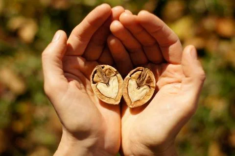 Two halves Stock Photos