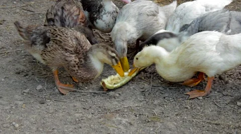 Two halves of a pumpkin relished poultry 스톡 동영상 54350703