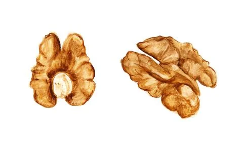 Two halves of walnut Stock Illustration
