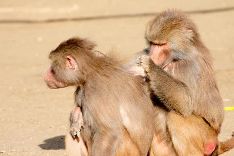 Two hamadryas baboons 写真素材