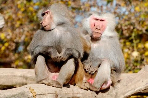 Two hamadryas baboons 写真素材