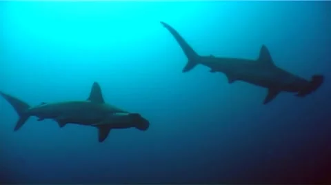 Two Hammerhead Sharks Stock Footage 8519681
