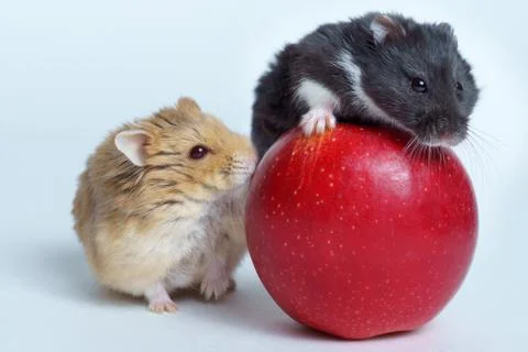 Two Hamsters on apple isolated on white background Stock Photos