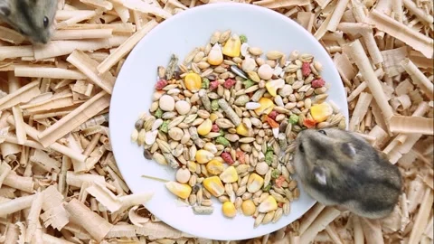 Two hamsters are eating food on a plate. Rodent cubs gnaw a treat. pets Stock Footage 242519940
