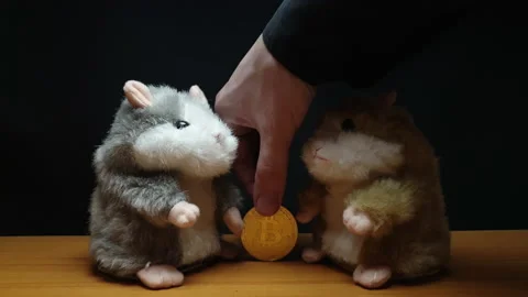 Two hamsters are losing bitcoin 库存影片 154400236