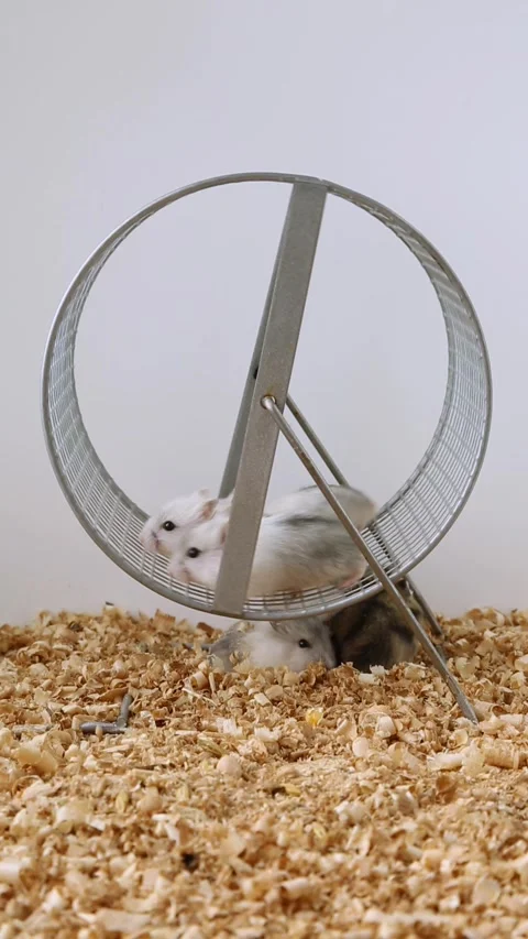 Two hamsters are running on the wheel. Little mice learn to run on the wheel. Stock Footage 219573067