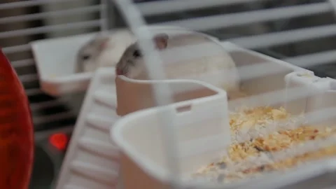 Two Hamsters In A Cage Stock Footage 144111111