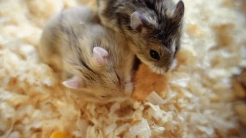 Two hamsters eat bread. Stock Footage 100035516