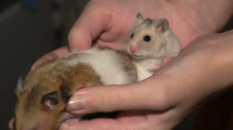 Two hamsters in hands Stock-Footage 33619451