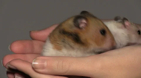 Two hamsters in hands Stock Footage 33621092
