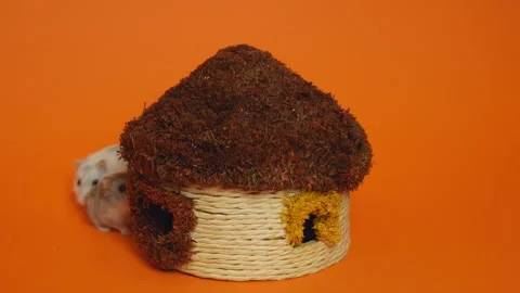 Two hamsters on an orange background in a toy house with a colorful design Stock Footage 106266509