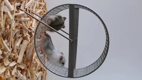 Two hamsters run funny on the wheel. Small rodents are spinning on a wheel. Stock Footage 255886584