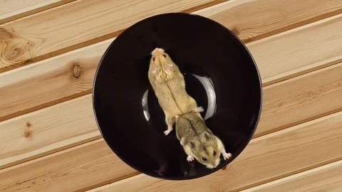 Two hamsters unsuccessfully running inside. Vidéo 96845443
