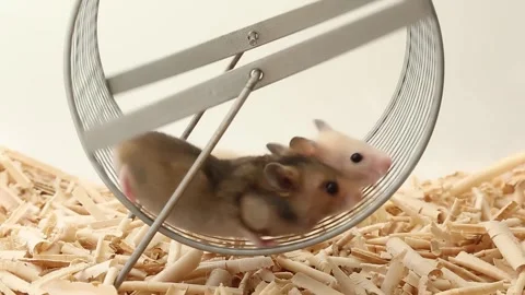 Two hamsters walk together in a wheel. Video stock 246769187