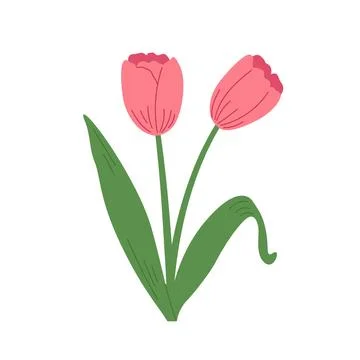 Two hand draw red tulip vector illustration. Springtime flower on white bac.. Stock-Illustration