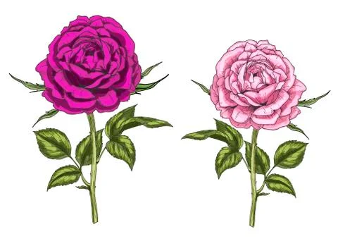 Two hand drawn pink and purple rose flowers isolated on white background. Bot Stock Illustration