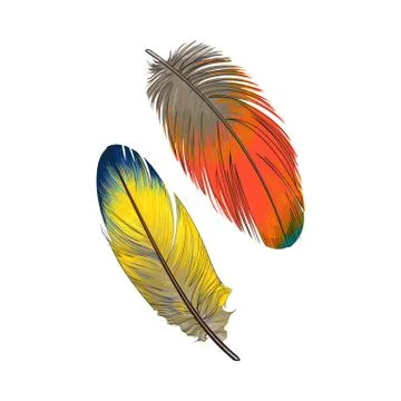 Two hand drawn smoth orange and yellow tropical, exotic feathers Stockillustratie